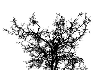 Black leafless tree branches