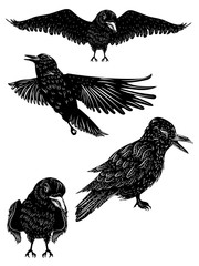 Black raven silhouette