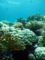 Naklejka na ściany i meble The amazing underwater world of the Red Sea.
