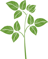 Naklejka na ściany i meble Raspberry branch with green leaves