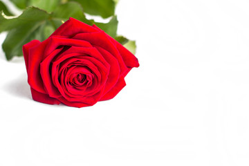 Beautiful Red Rose Flower with stem Isolated on White background. Concept for 8 march wedding with copy space