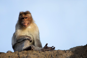 Rhesus macaque or monkey barring his teeth, Maharashtra, India.