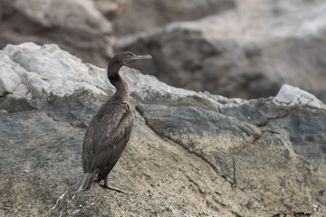 Socotra cormorant (Phalacrocorax nigrogularis). Port of Khasab. Musandam. Oman