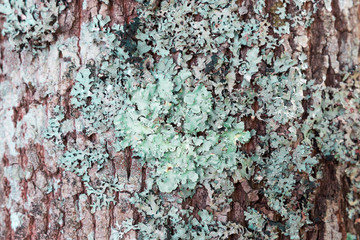 Lichens and fungi on the bark of a tree.