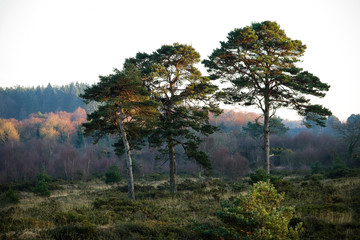Woodbury Common, Devon