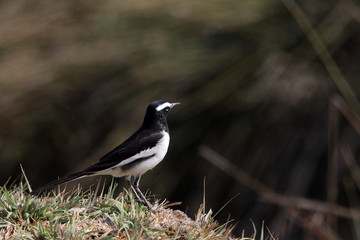 White Browed Fantail is a resident bird in jungles. Normally found around water bodies. Extremely restless hops around all the time 
