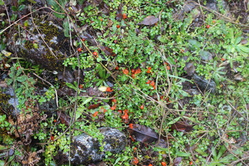 Obraz premium Patagonia, Chile, sur, austral, lago verde, carretera austral, bosque, nativo, autóctono, campo, viaje, vacaciones, descanso, naturaleza.