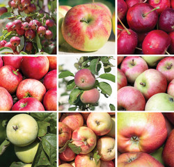 Square collage of apples of different varieties