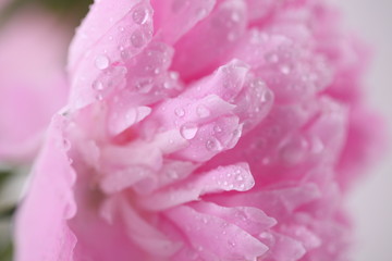 Peony 'Sorbet'  on a white background