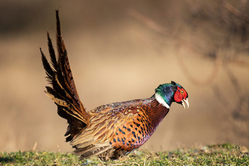 Ringnecked pheasant male, Phasianus colchicus, in natural habitat.