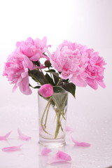 Peony 'Sorbet'  on a white background