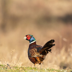 Ringnecked pheasant male, Phasianus colchicus, in natural habitat.