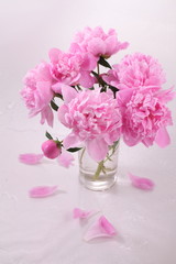 Peony 'Sorbet'  on a white background