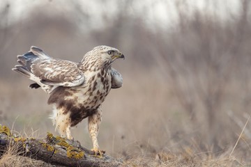 Rough-legged Buzzard, Buteo lagopus, stands on a broken branch