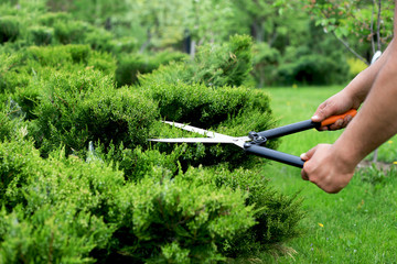 Cossack juniper ( lat. Juniperus sabina). Shearing of the juniper with gardening scissors, Soft focus. Garden art/ design/ landscape. Topiary. Blurred background with juniper.