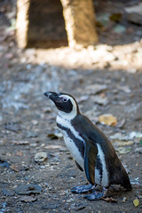 Penguin on the beach