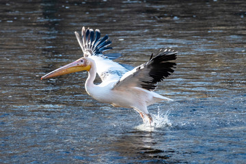 Pelecanus Pelikan Isarbelle on the Isar between Freising and Marzling