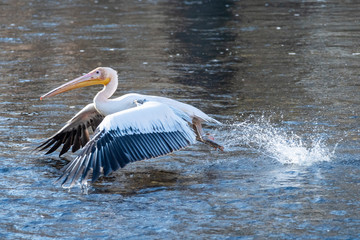 Pelecanus Pelikan Isarbelle on the Isar between Freising and Marzling