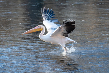 Pelecanus Pelikan Isarbelle on the Isar between Freising and Marzling