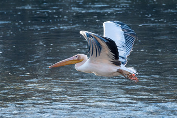 Pelecanus Pelikan Isarbelle on the Isar between Freising and Marzling