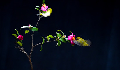 아름다운 산새들의 날개짓