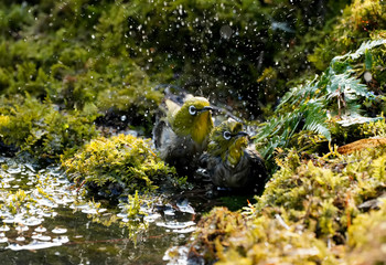 물장구 치는 동박새