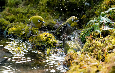 물장구 치는 동박새