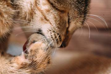 A ginger cat cleaning itself, licking it's paw closeup.