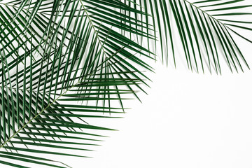 Summer composition. Tropical palm leaves on white background. Summer concept. Flat lay, top view, copy space