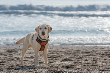 Yellow Labrador Retriever sitting on the beach