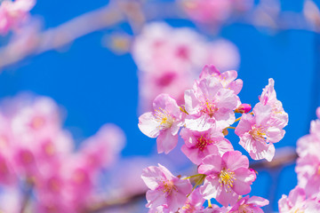 河津桜(頼朝桜)