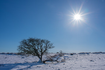 Lone tree on sunny, snowy day in Dartmoor National Park, Devon, UK