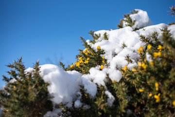 Snow melting on the heather