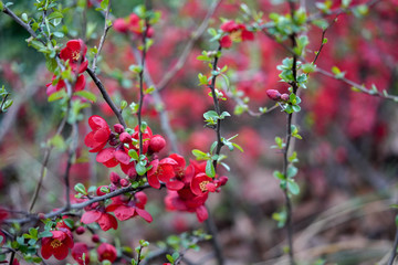 red berries of barberry