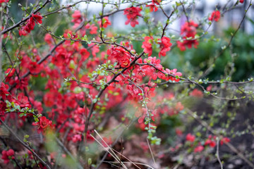 red berries of viburnum on a branch