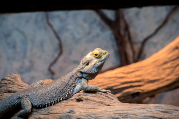 Deserrt lizard