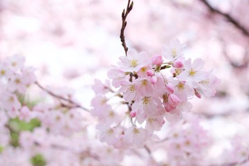 sakura03