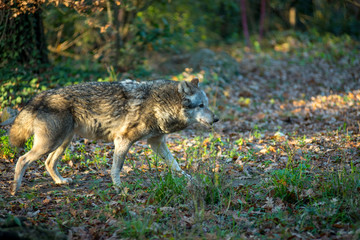 Wolf in the forest