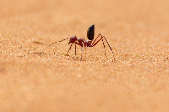 Sahara Desert Ant (Cataglyphis bicolor) running along the sand dunes.