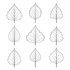 Birch leaves icons.