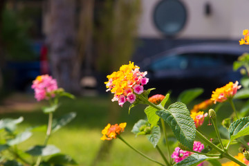 Lantana in Sicily summer garden