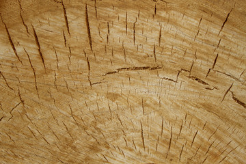 Naklejka premium Brown wood texture