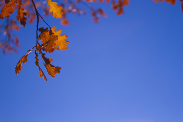 Autumn tree leaves sky background.