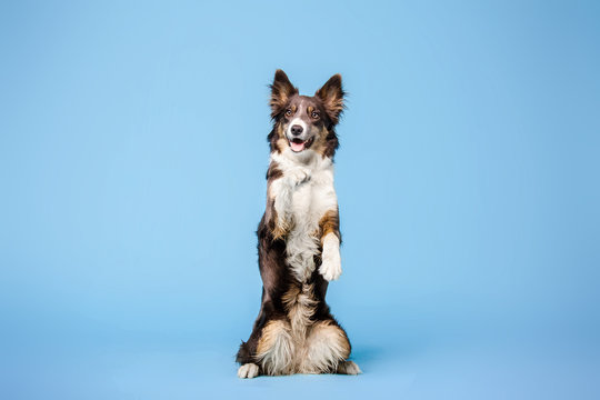 Border Collie dog in the photo studio on the blue background