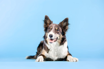 Border Collie dog lying on blue background