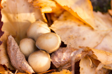 Autumn mood in the forest
