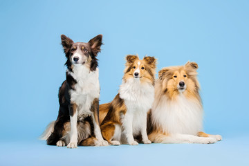 Border Collie dog, Rough Collie dog and Shetland Sheepdog dog in the photo studio on the blue...
