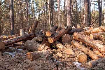 Stacked firewood in a pile outdoors close-up. A pile of chopped firewood ready for stacking. Preparation heating house in winter.
