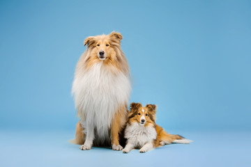 Cute Rough Collie dog and Shetland Sheepdog dog on blue background