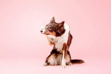 Fototapeta na wymiar Border Collie dog in the photo studio on pink background
